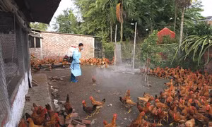 Lo ngại dịch cúm, dịch sởi bùng phát trước thềm Tết Nguyên đán và mùa lễ hội