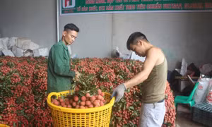 Trên 87.000 tấn vải thiều đã được xuất khẩu 