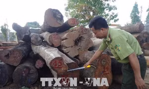 Bắt giữ gỗ khai thác trái phép tại khu vực Vườn Quốc gia Yok Đôn