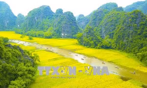Sắc vàng Tam Cốc - Tràng An