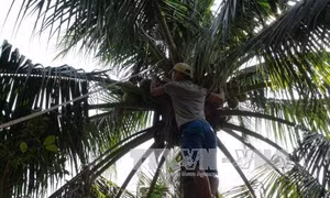 Quảng Ngãi không có chuyện dừa xiêm tại Trà Bồng chết hàng loạt