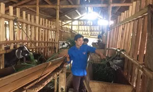 Những bí thư chi đoàn tiên phong khởi nghiệp ở vùng cao