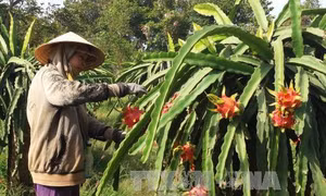 Thanh long trái vụ giá tăng cao dịp Tết 
