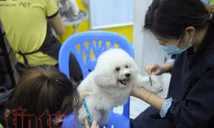 9X kiếm bội tiền từ nghề 'spa' cho chó mèo