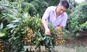 Nhiều nông dân Hải Dương thu lãi hàng trăm triệu đồng từ nhãn