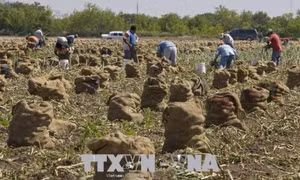 Ngành nông nghiệp Mỹ 'lao đao' vì vấn đề tranh chấp thương mại