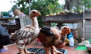 Thụ tinh nhân tạo cho gà Đông Tảo để bảo tồn nguồn giống quý