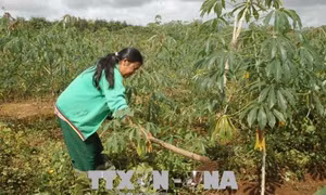 Giống sắn mới giúp đồng bào dân tộc tăng thu nhập