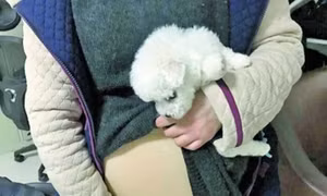 Cô gái trẻ giả bầu, giấu chó con mang lên máy bay