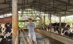 Vắt sữa bò ra... ô tô