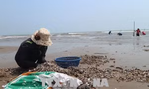 Xuất hiện bãi sò huyết giống lớn tại Đất Mũi, người dân ào ạt khai thác