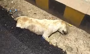 Người dân Ấn Độ phẫn nộ vì hình ảnh chú chó bị chôn sống trong nhựa đường