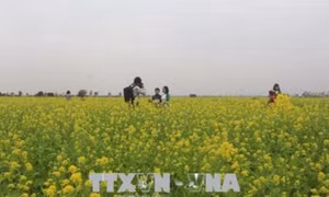 Cánh đồng hoa cải tại Thanh Hóa thu hút đông du khách 