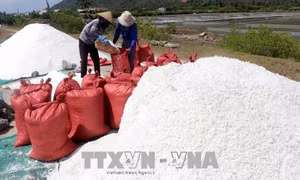 Được mùa nhưng rớt giá, diêm dân Phú Yên bỏ hoang nhiều ruộng muối