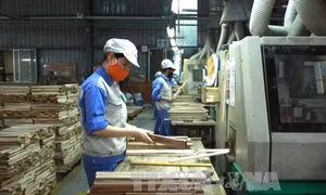 Ký kết quy chế phối hợp trong quản lý xuất, nhập khẩu lâm sản 