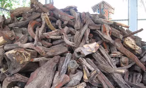 Điều tra vụ vận chuyển hơn 3 tấn gỗ trắc