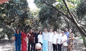 Đại sứ Thụy Điển đánh giá cao chất lượng vải thiều Thanh Hà 