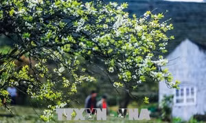 Chia sẻ tâm tình đón Tết xa quê