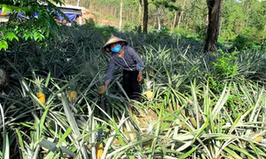 Nỗi buồn người trồng dứa ở Tam Đảo 