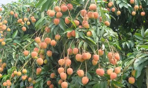 Dự báo một mùa bội thụ vải thiều Thanh Hà