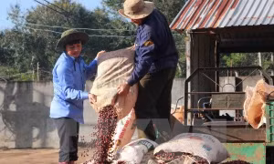 Nhiều mặt hàng nông sản xuất khẩu chủ lực bất ngờ giảm giá mạnh