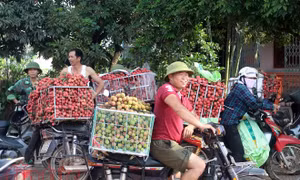 Tấp nập thương lái mua gom vải thiều Lục Ngạn, Bắc Giang