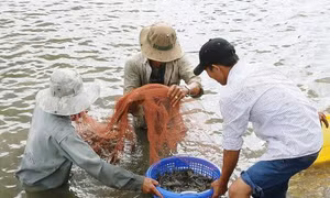 Vụ tôm thắng lợi nhưng kèm nhiều nỗi lo