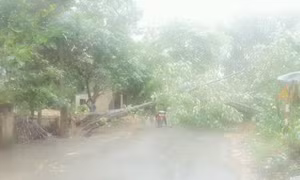 Hoãn khai mạc Lễ hội hoa Đỗ quyên ở Sa Pa vì mưa rét