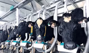 Vinamilk tiên phong sản xuất sữa A2 tại Việt Nam
