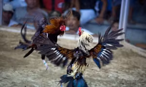 Nghệ An