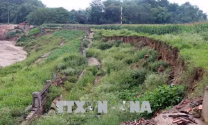Cần sớm khắc phục sự cố sạt lở kè sông Lô