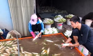 Mỏi mòn trông chờ giải pháp dài hơi cho củ cải Tráng Việt
