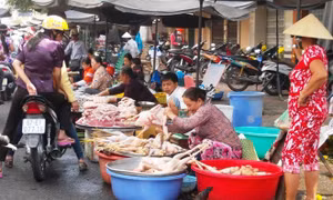 Lo ngại khả năng virus cúm A/H7N9 lây lan khi thời tiết giá lạnh