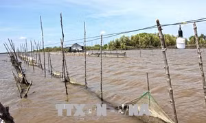 Cà Mau: Đề nghị cách chức Chủ tịch UBND xã tự ý cho dân thuê đất bãi bồi 