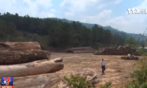 Kon Tum phát hiện vụ vận chuyển gỗ tang vật kèm gỗ lậu