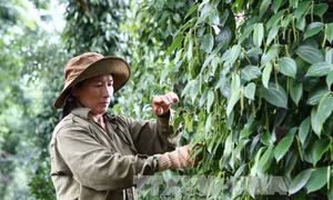 Tái cơ cấu ngành hồ tiêu - Bài 2: Phát triển theo hướng nâng cao chất lượng 