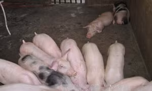 Giá lợn hơi ở Trà Vinh chạm mốc 50.000 đồng/kg 