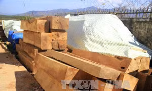Quảng Nam bắt giữ xe khách vận chuyển gỗ không rõ nguồn gốc