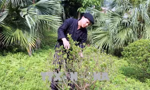 Những việc làm thiết thực của người đảng viên dân tộc Mông