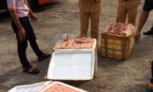 Bắt quả tang vụ vận chuyển 200 kg gà hôi thối tiêu thụ tại Hà Nội