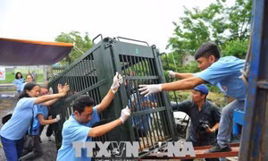 Giải cứu hơn 100 động vật hoang dã