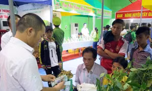 Độc đáo phiên chợ sâm đầu năm 