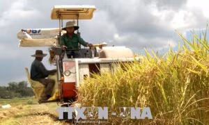 Hiệu quả từ sản xuất lúa gạo hữu cơ chất lượng cao