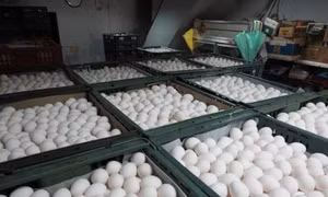 Ba Lan thu hồi hàng triệu quả trứng gà chứa dư lượng kháng sinh