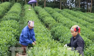  Giải pháp xây dựng thành công 15.000 hợp tác xã hoạt động hiệu quả 