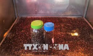 Liên kết hướng đến sản xuất hồ tiêu sạch 