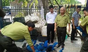 Bắt giữ xe tải vận chuyển gần 340 kg tê tê quý hiếm