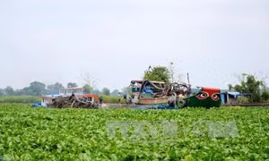 Khai thác cát trái phép gây sạt lở ven sông Vàm Cỏ Đông 