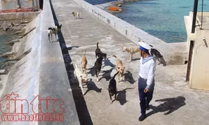 Những chú chó ở Trường Sa, ‘người bạn’ thân thiết của lính đảo