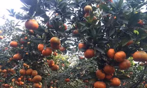 Khuyến cáo nông dân Trà Vinh không nên ồ ạt bỏ lúa để trồng cam
